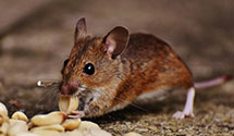 24 Hour & Emergency Exterminators in S Chesterfld, VA